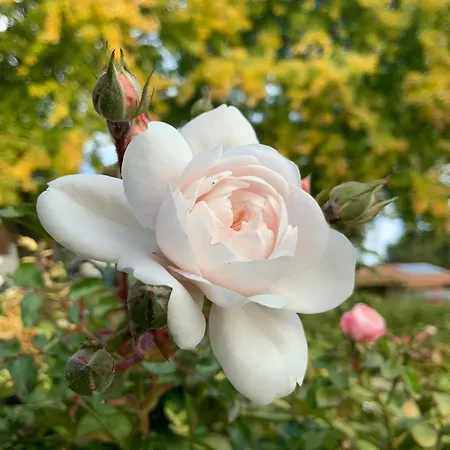 Le Piote 피에트라 마라찌