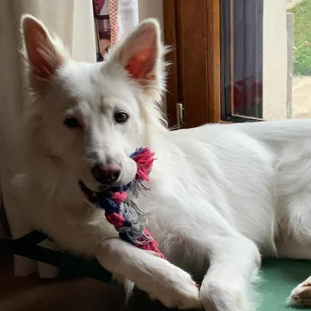 Le Piote 피에트라 마라찌